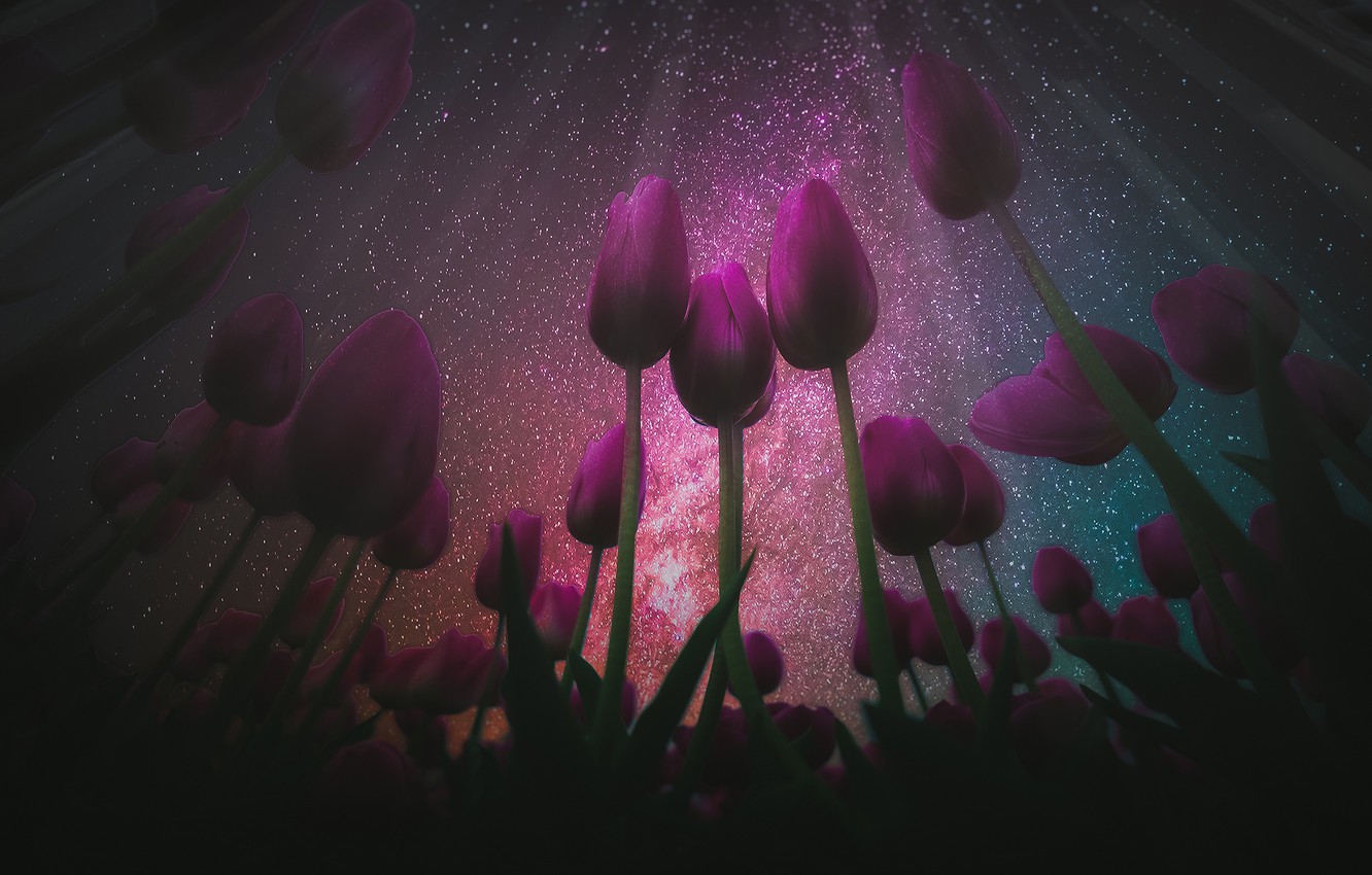 тюльпаны ночью фото