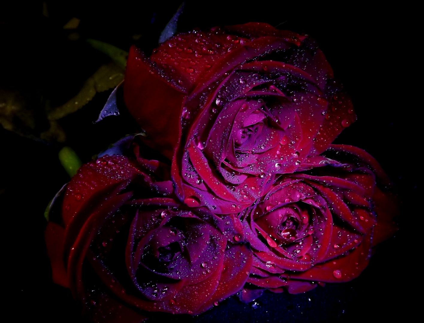 Малиновые розы на черном фоне