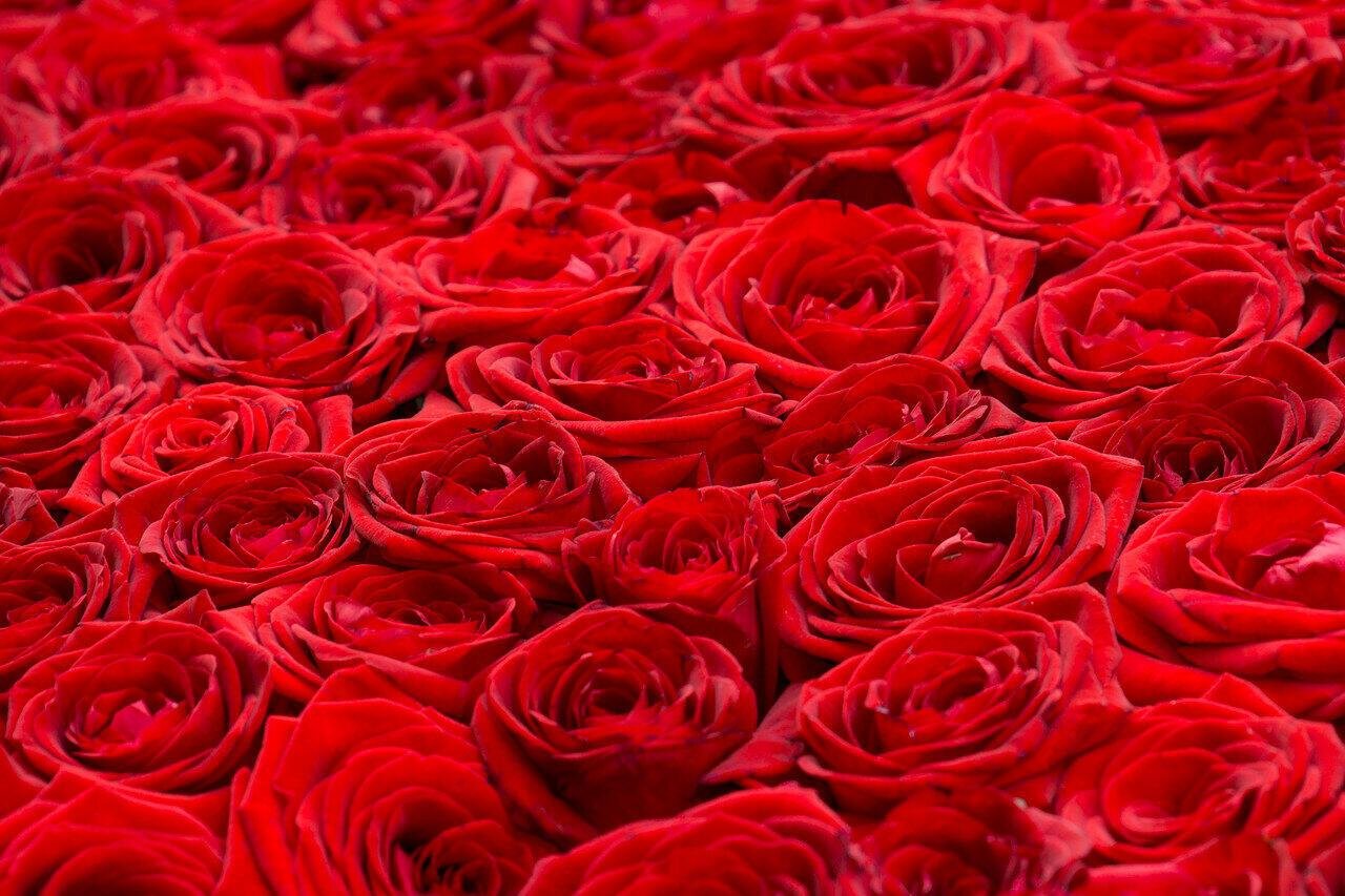 картинки красных роз большие