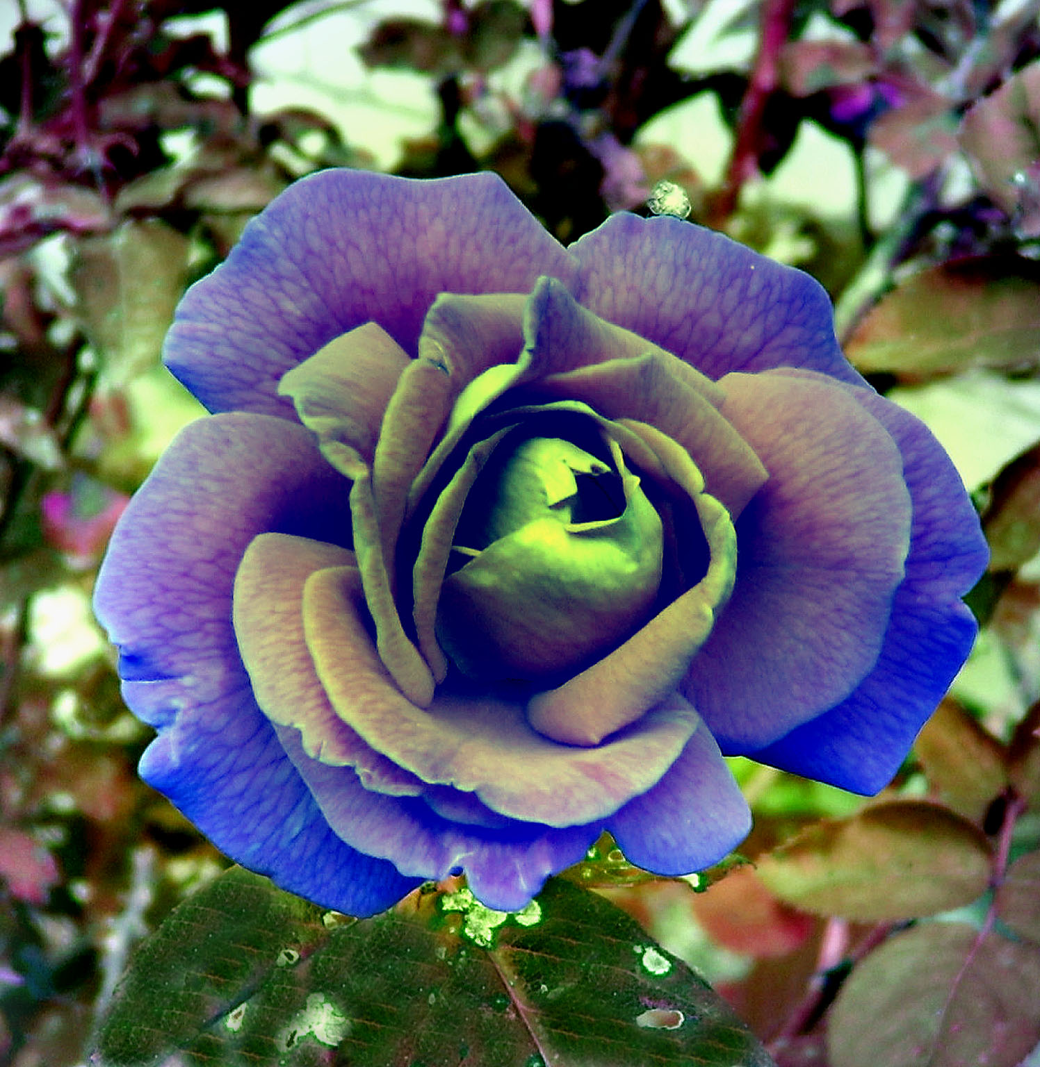 Роза голубой шторм