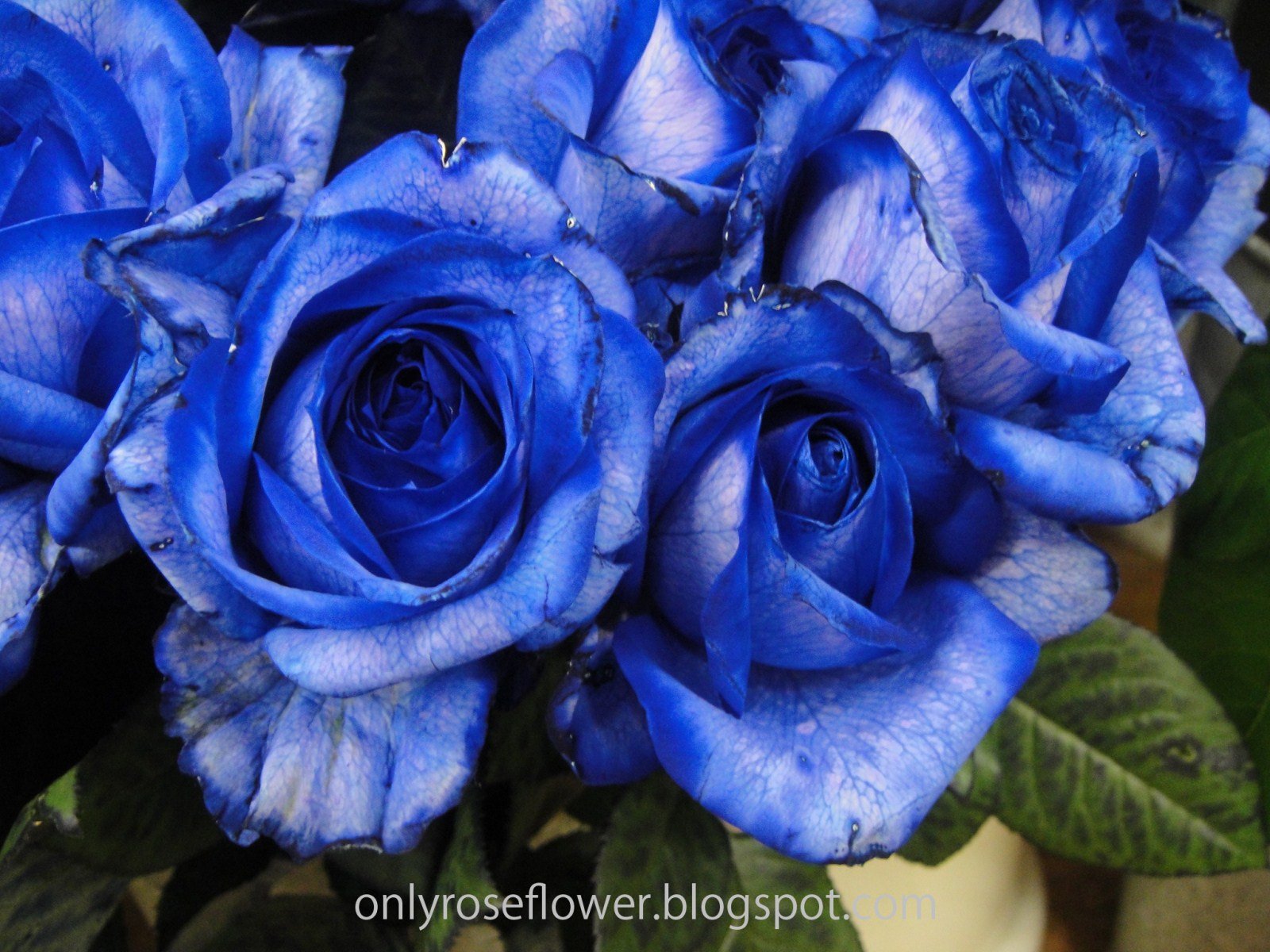 Роза голубая Лагуна