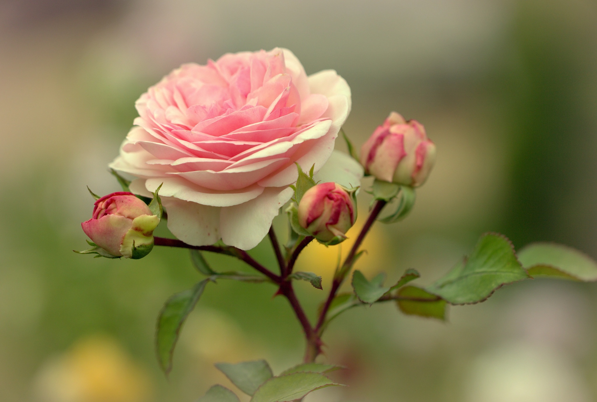Чайная Роза Розовая