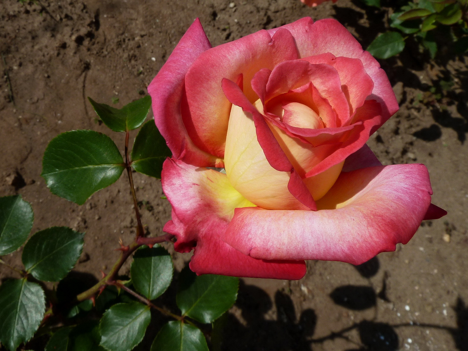 Роза Карамболь Садовая двухцветная