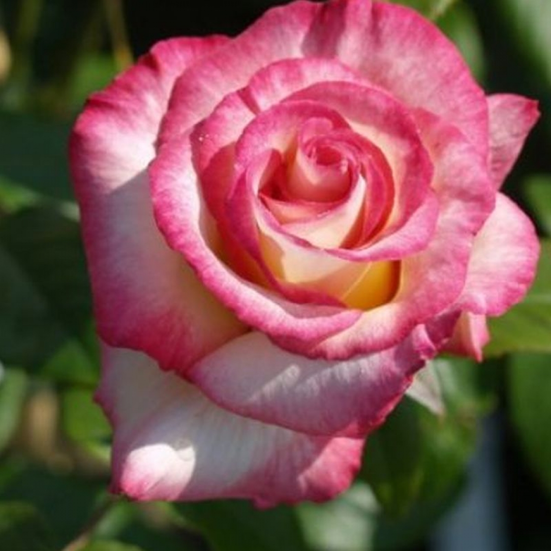 Роза чайногибридная Хендел