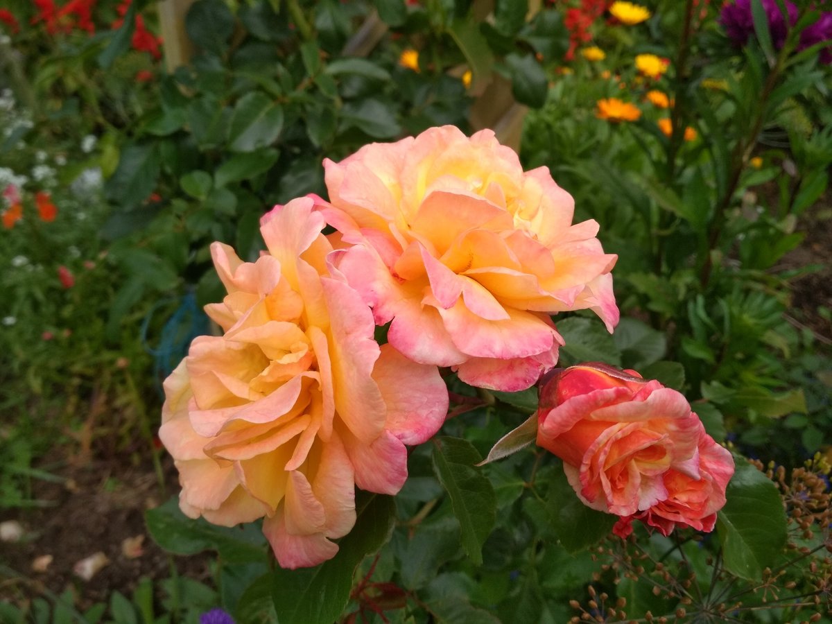 Роза клаймбер плетистая