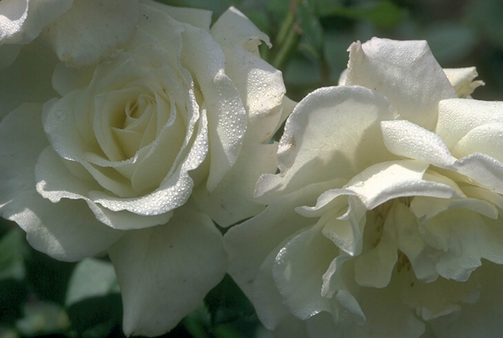 Лучшие сорта белых роз