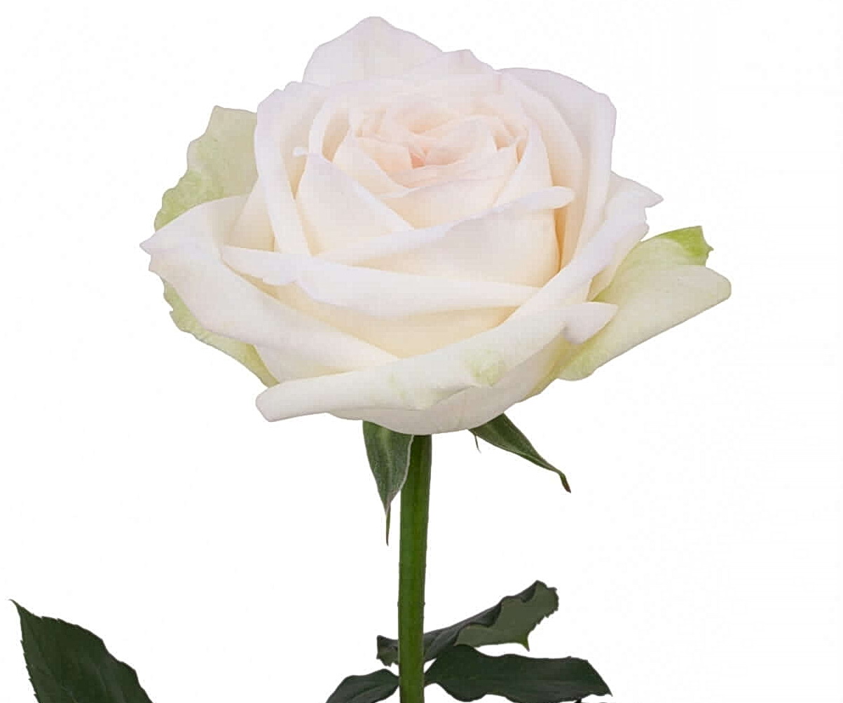 White Ohara роза Эквадор