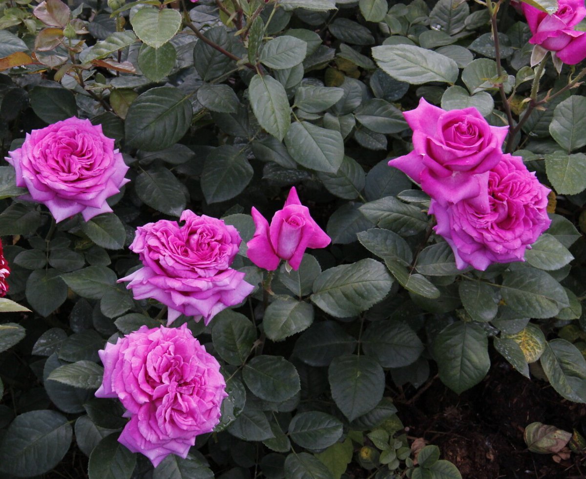 Чайно-гибридные розы Сентер Роял
