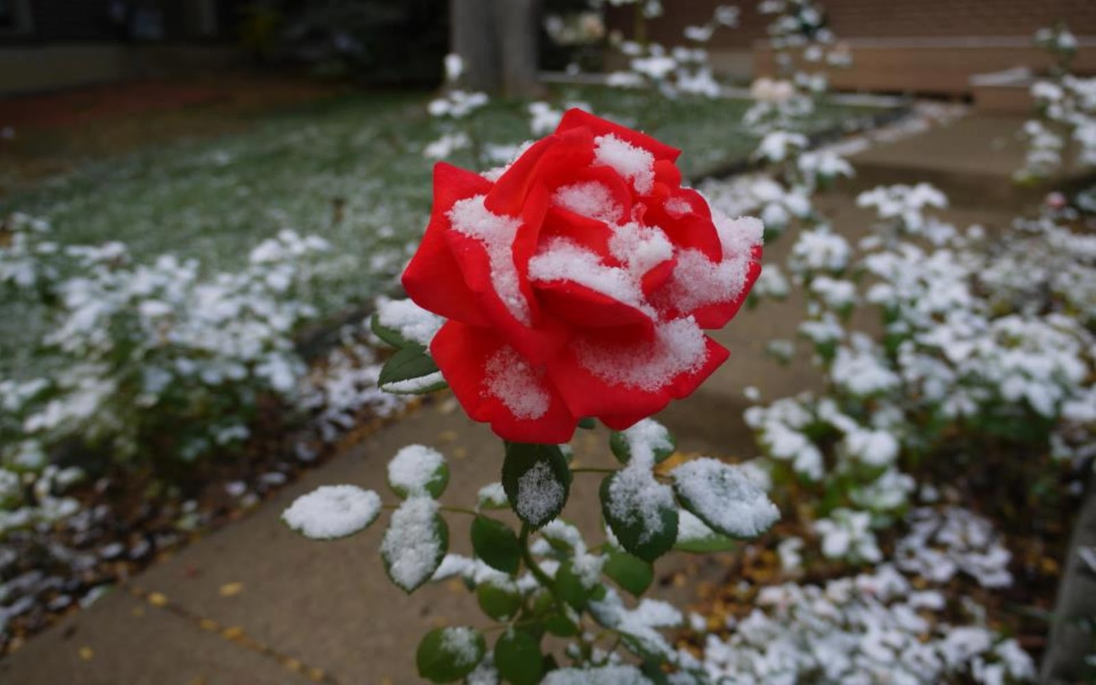 Розы припорошенные снегом