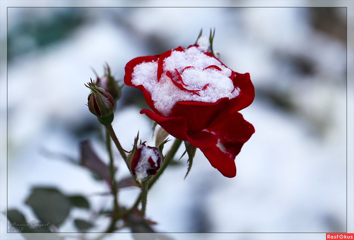 Замерзшая Роза