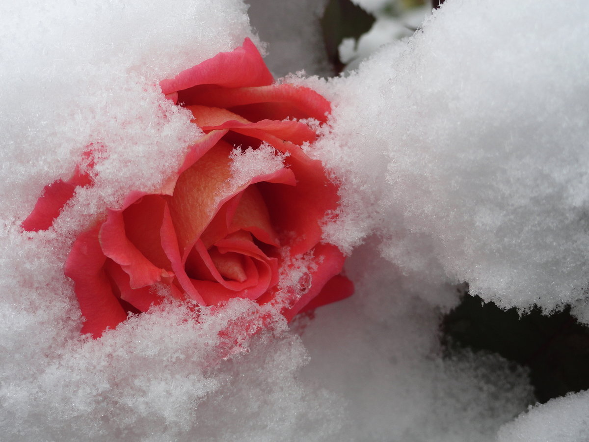 Замерзшая Роза