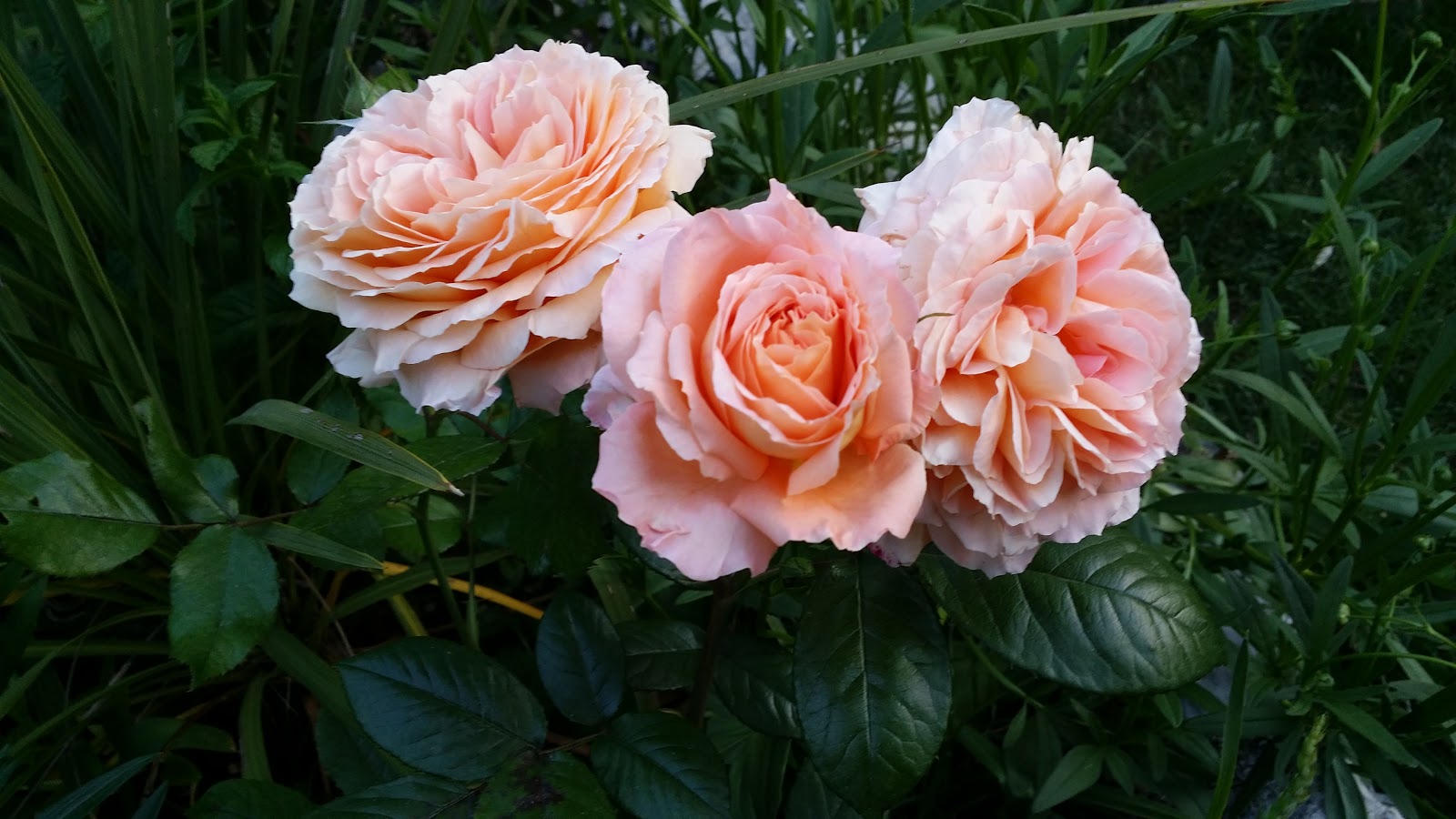 Блювендер роза флорибунда
