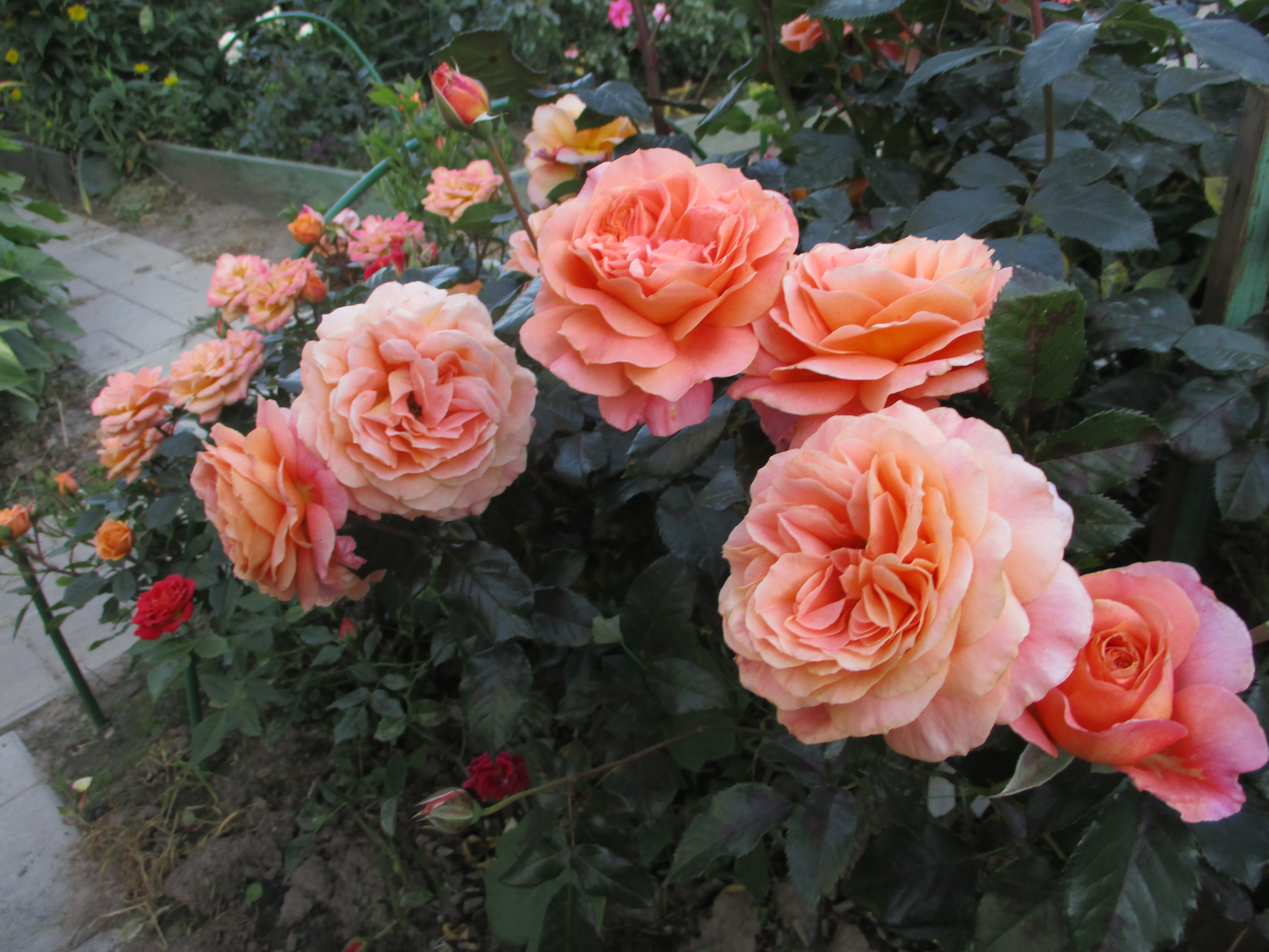 Бельведер Belvedere роза