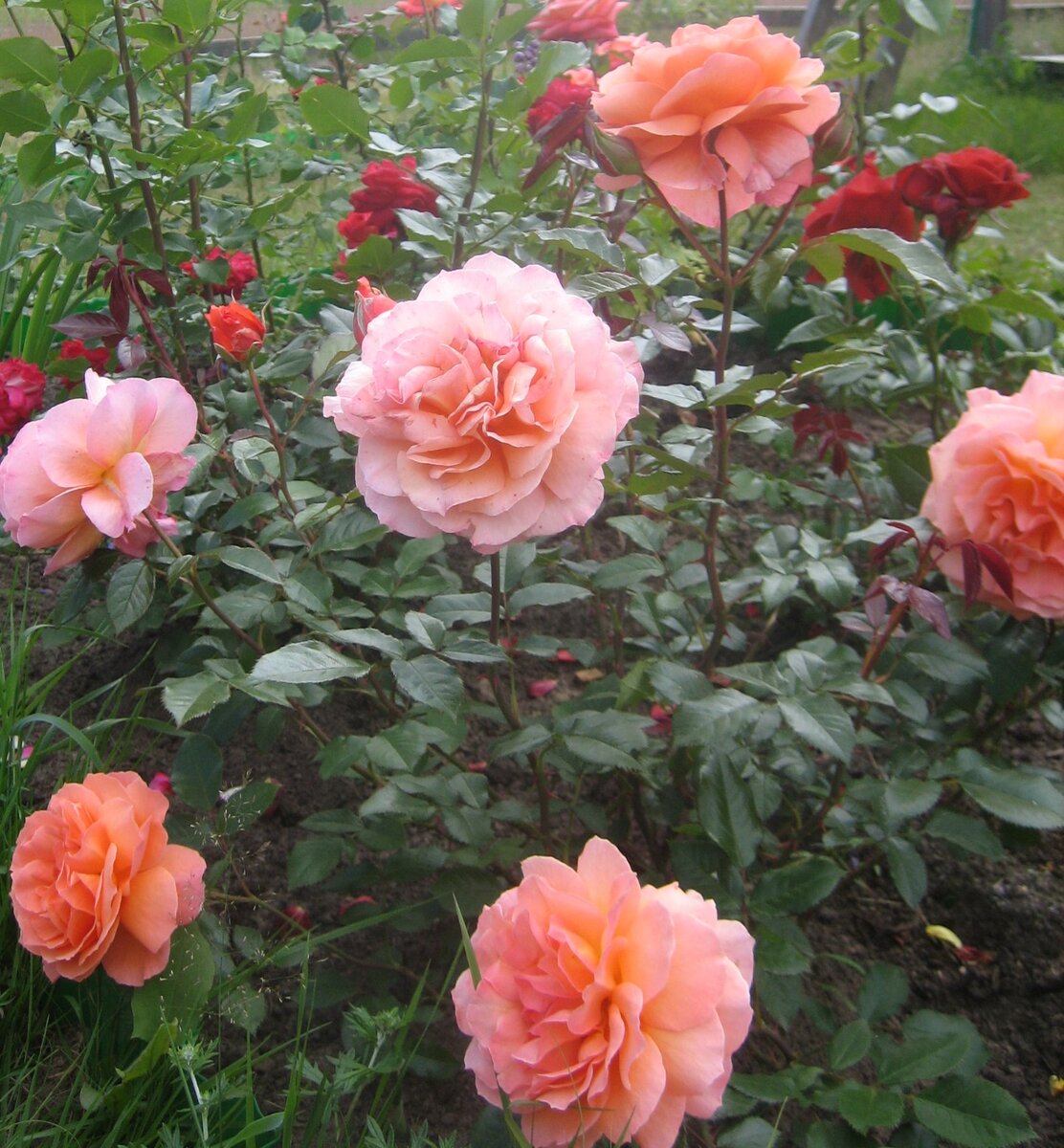 роза бельведер фото