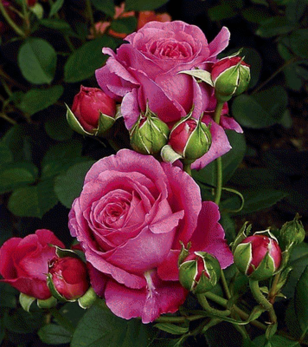 цветы вертикальные картинки розы