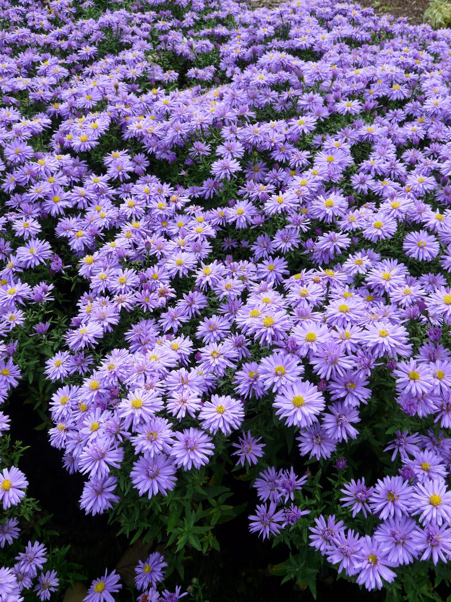 Астра кустарниковая Aster dumosus