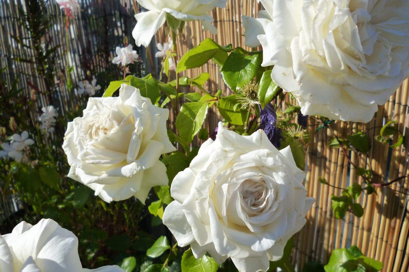 Роза чайно-гибридная белая 
