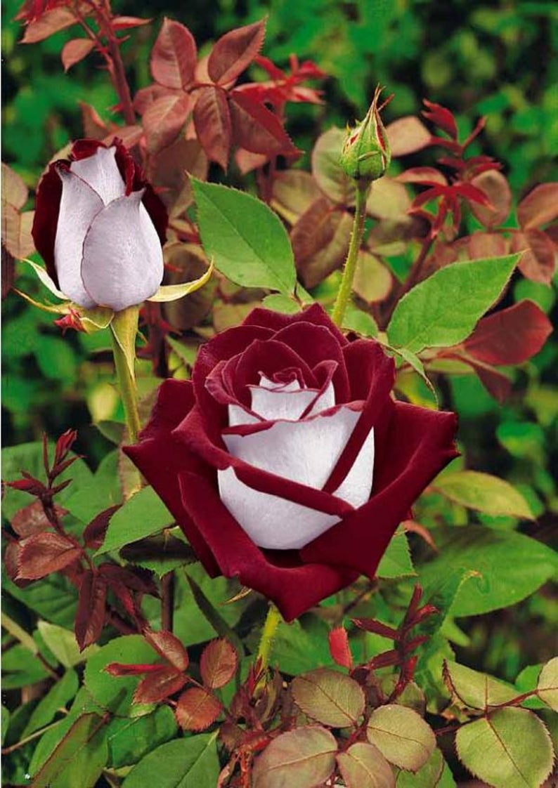 розы фото цветов и названия