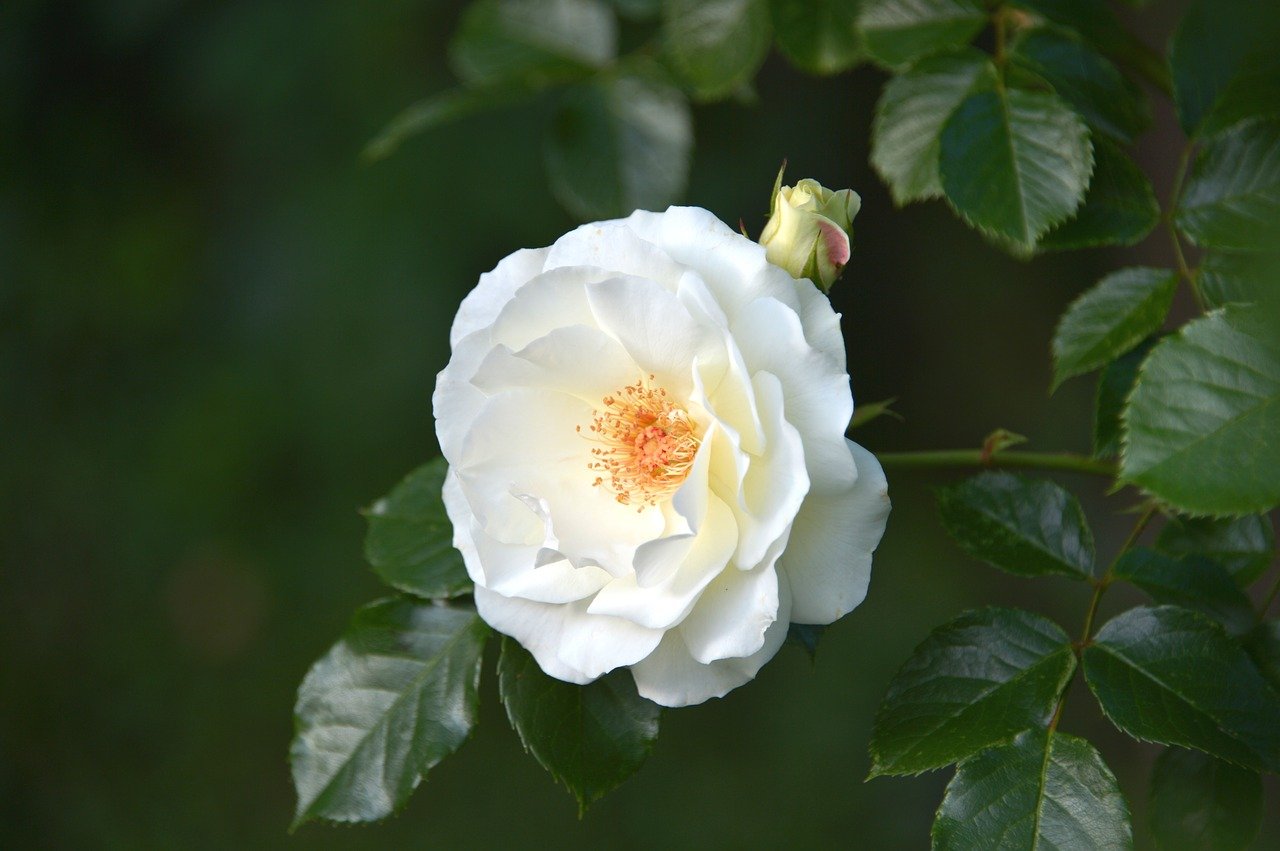 Дамасская роза белая