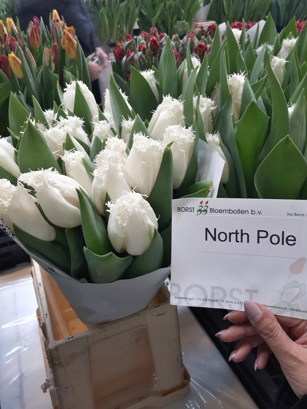 Tulipa North Pole