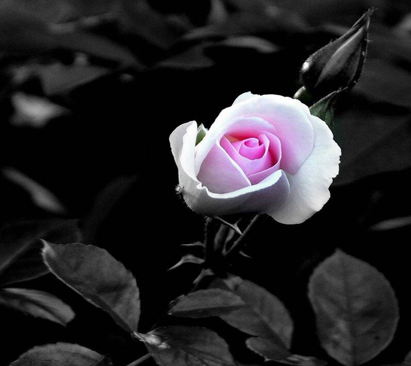 Белые розы на темном фоне