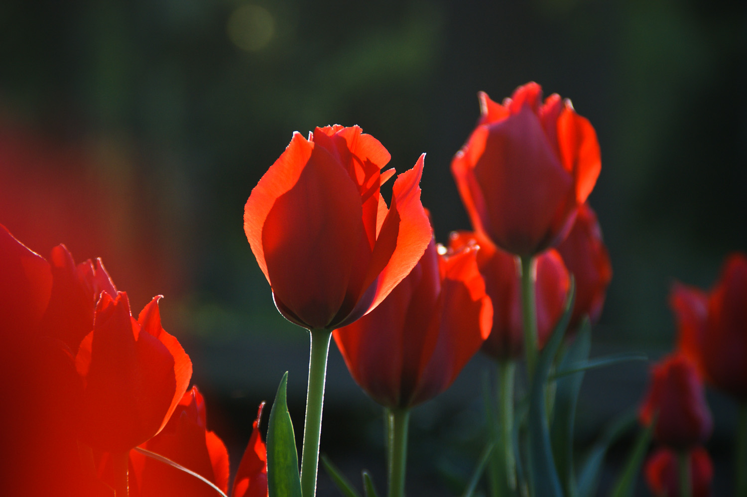 Красные тюльпаны на закате