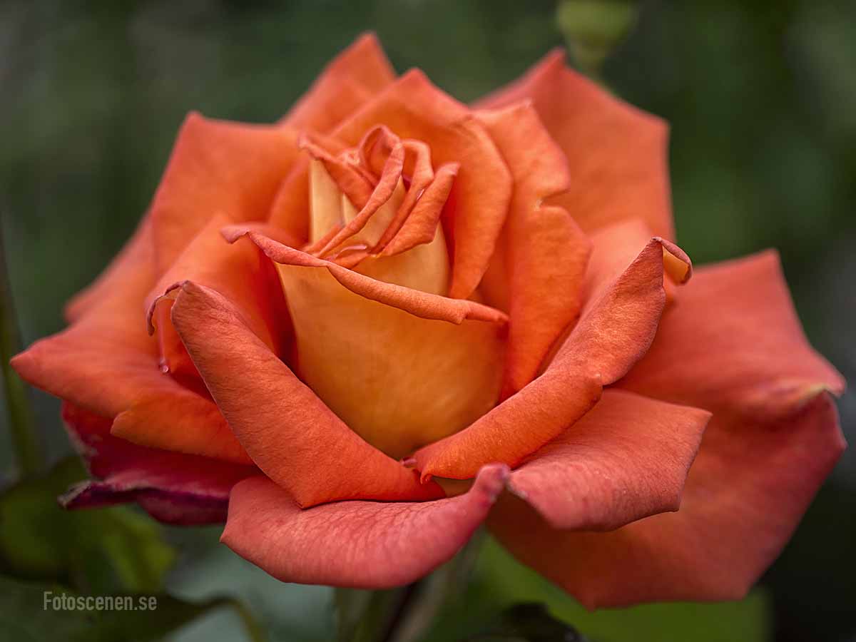 Роза чайно-гибридная Моника