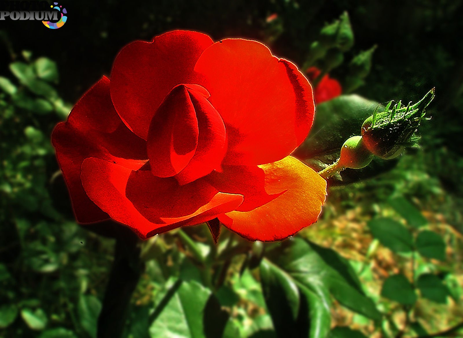Крымский Рубин роза