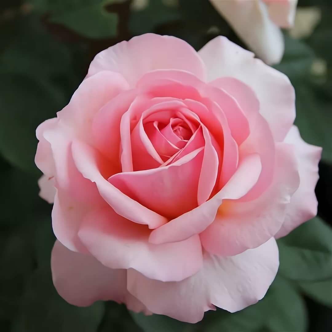 Роза чайно-гибридная Бель дю Сеньор (Belle du Seigneur)