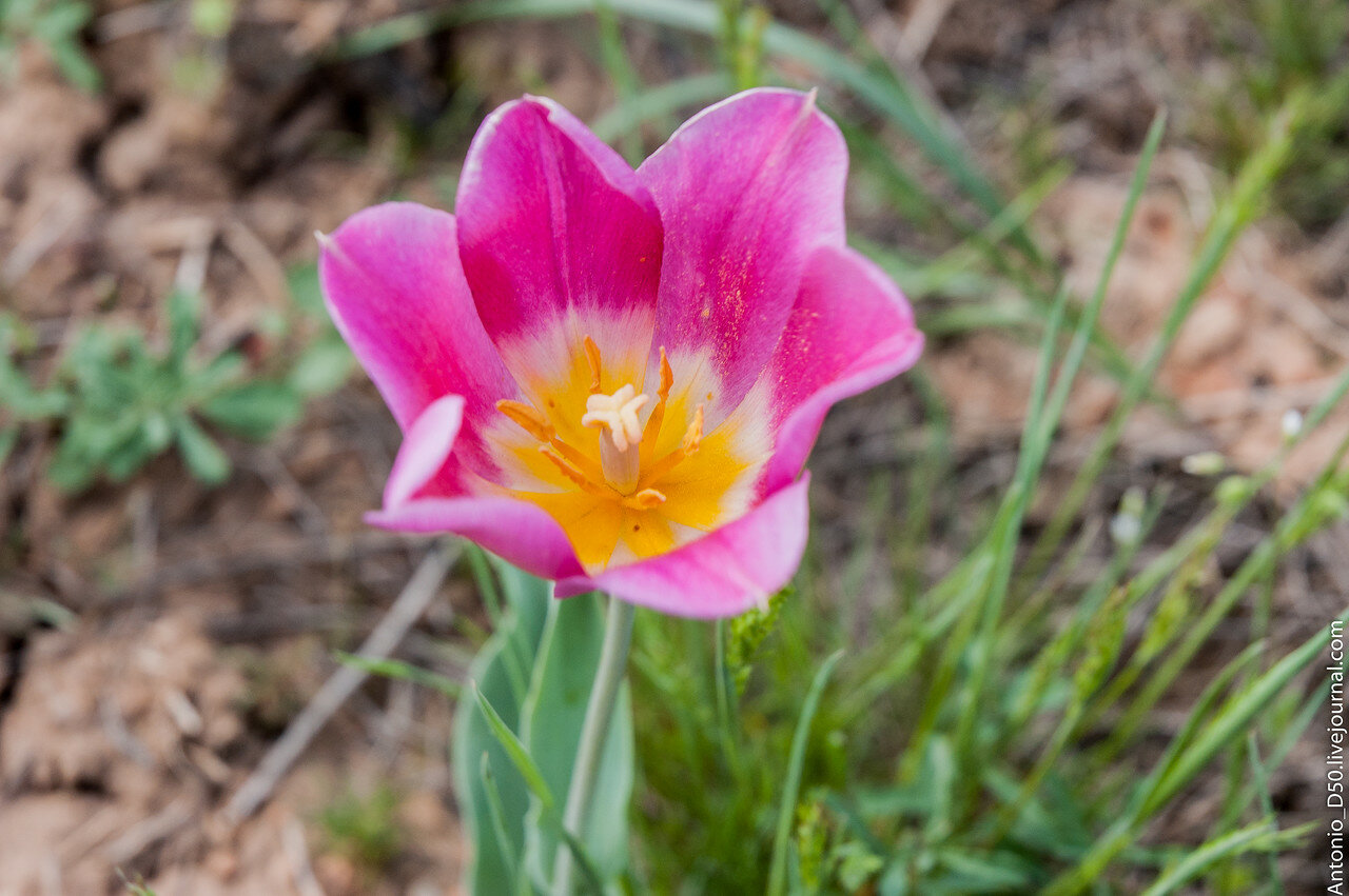 Тюльпанов (Tulipa schrenkii) Прикаспия