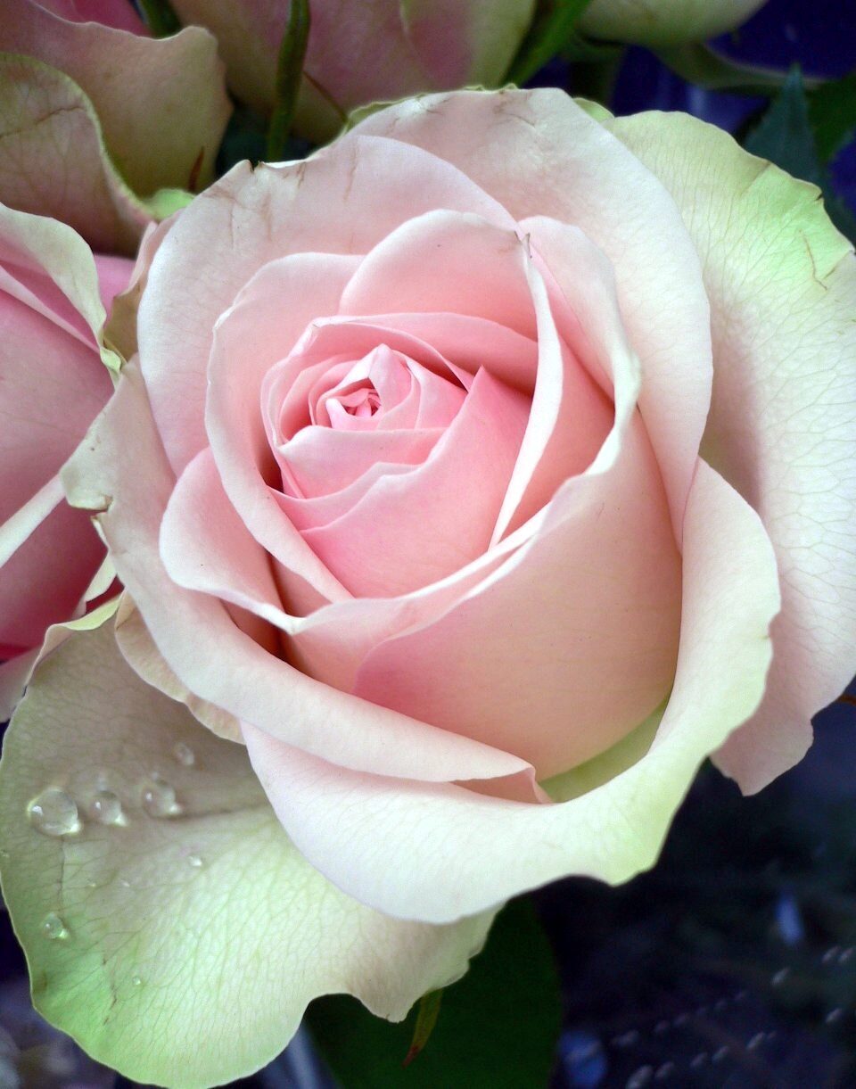 Чайногибридная роза ла Бель