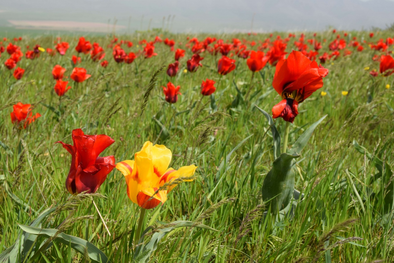 Туркестанская степь цветы