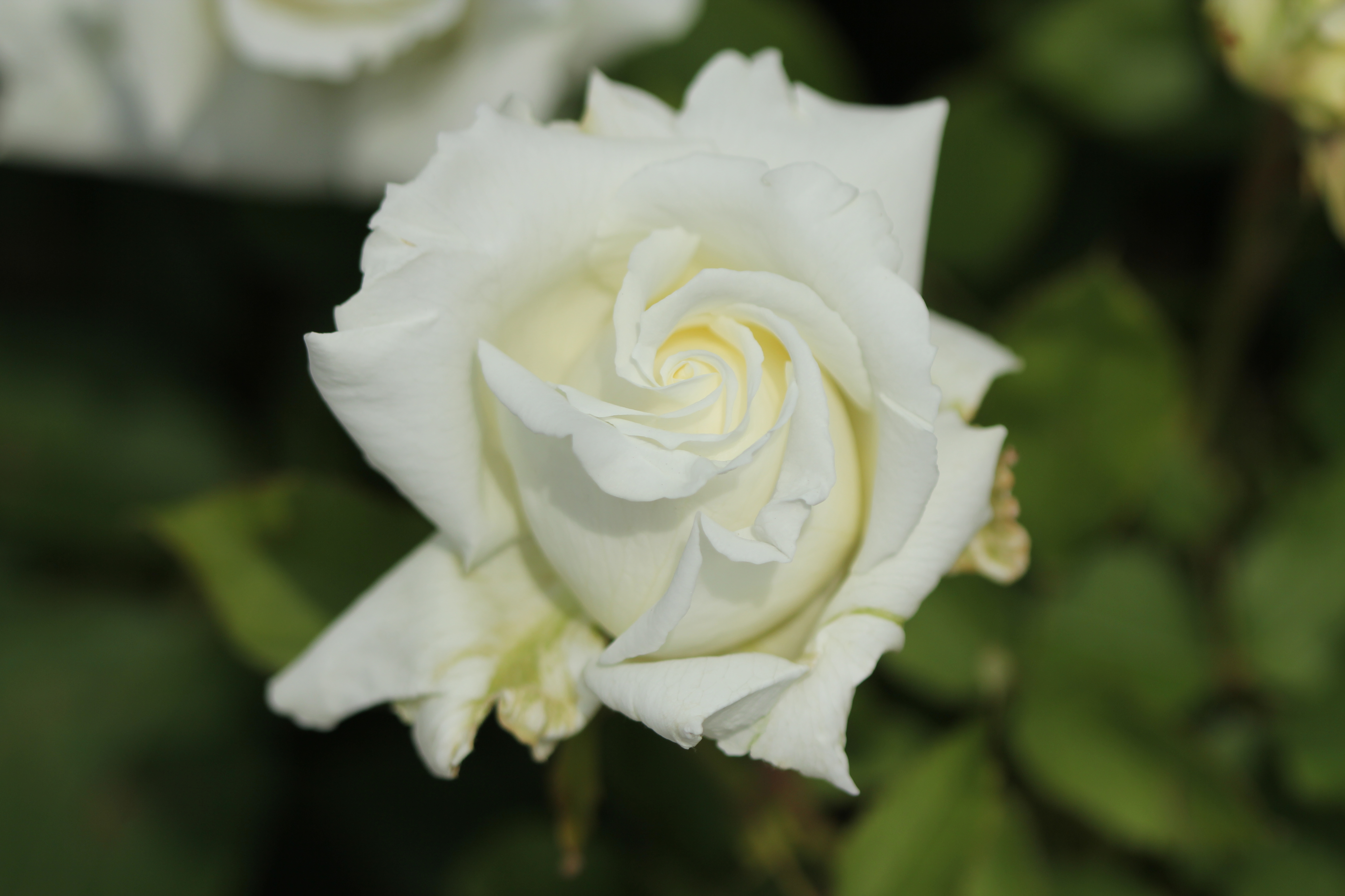 Роза флорибунда Анастасия