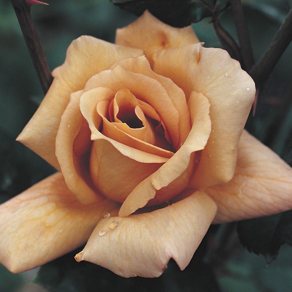Срезочная роза Джулия