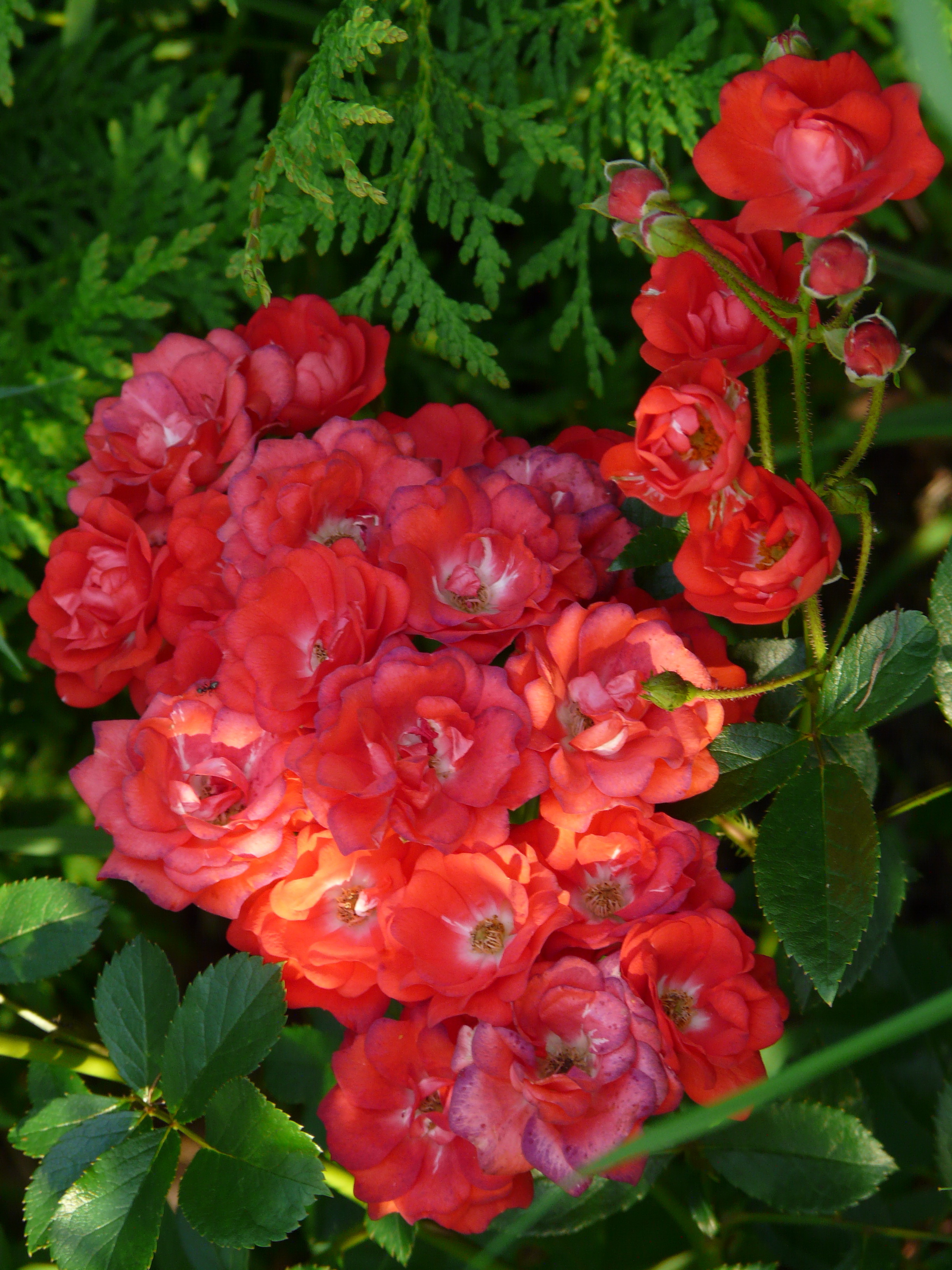 Alberich Альберих роза
