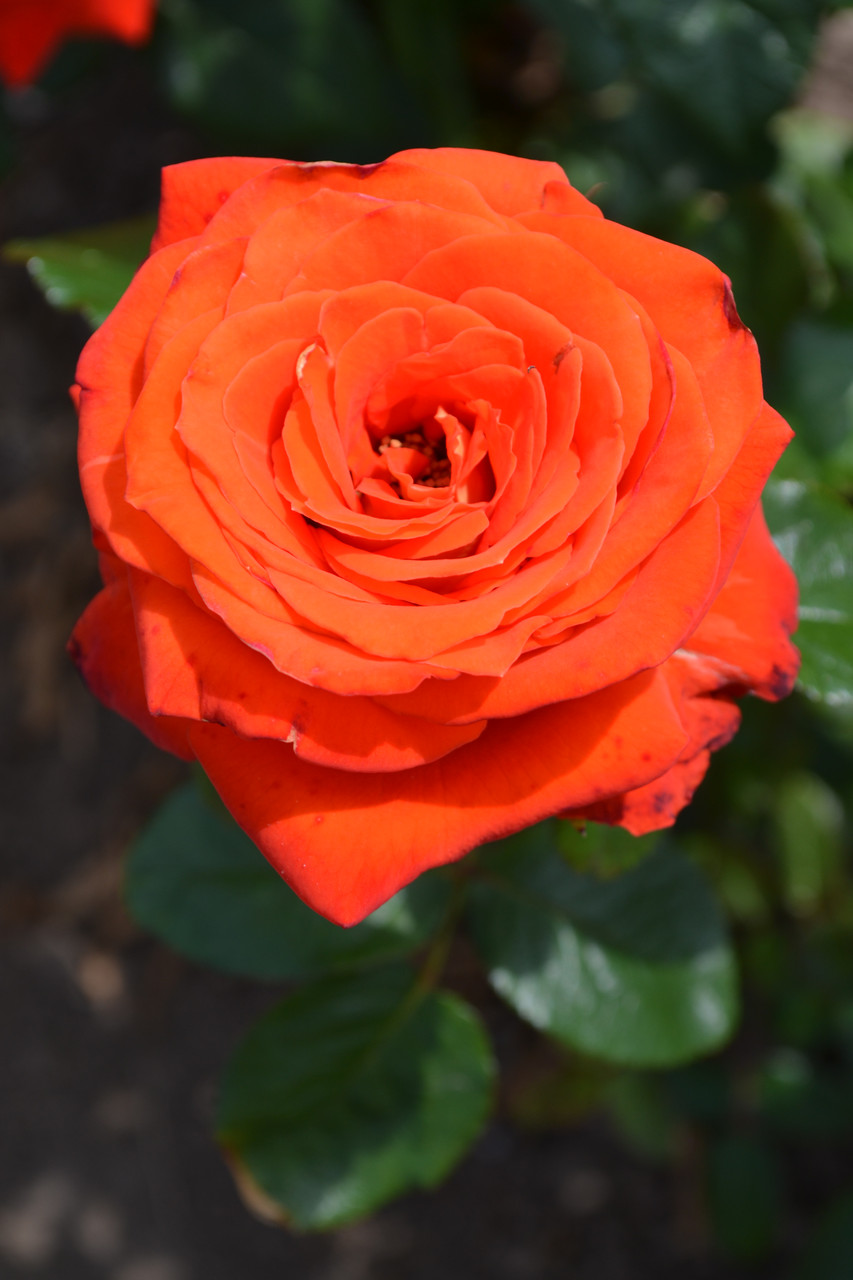 Сорт розы Верано