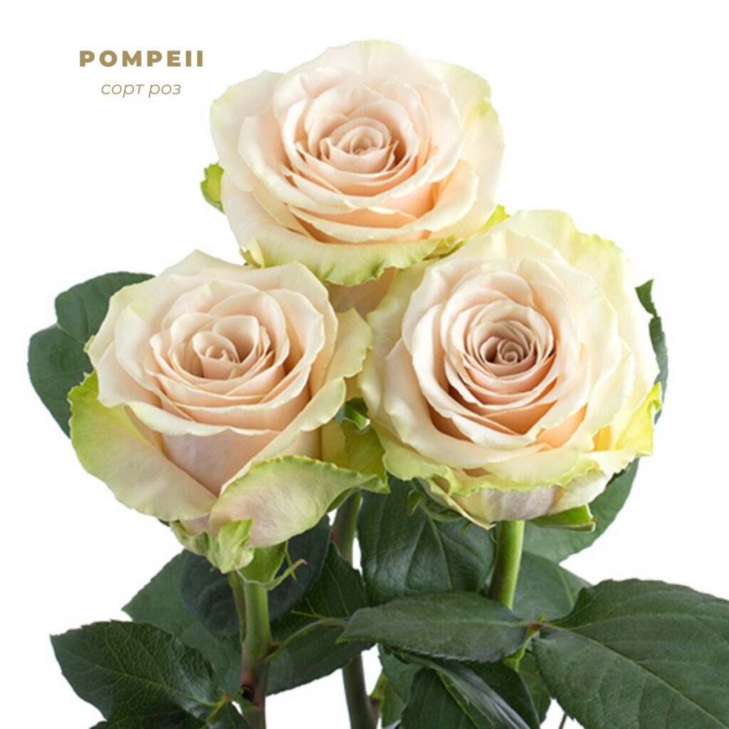 Роза Pompeii Эквадор