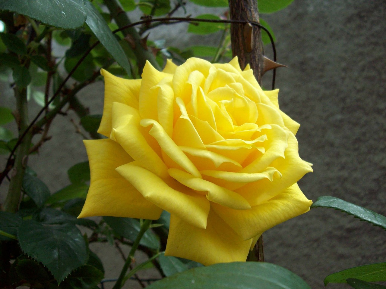 Желтая Роза Мохана
