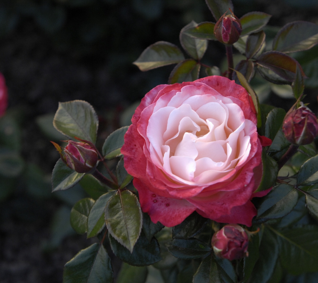 Куст розы Мелроуз