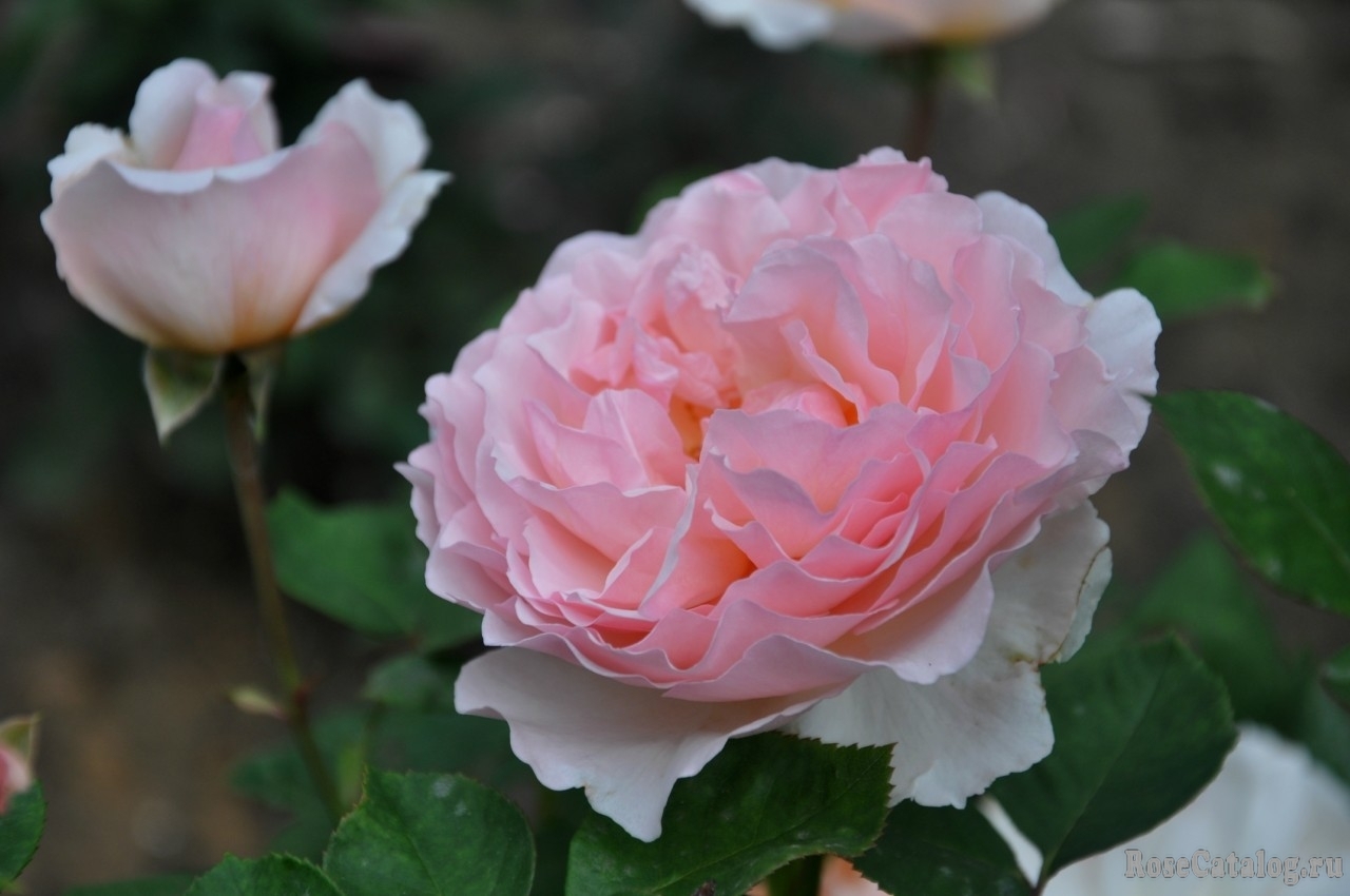 Princess Charlene роза