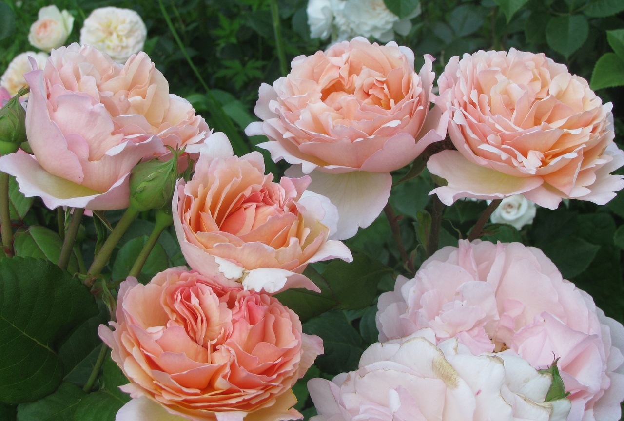Princess Charlene de Monaco Duftjuwel роза