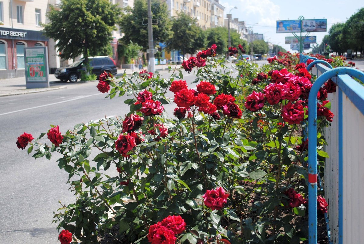 Аллея роз Луганск