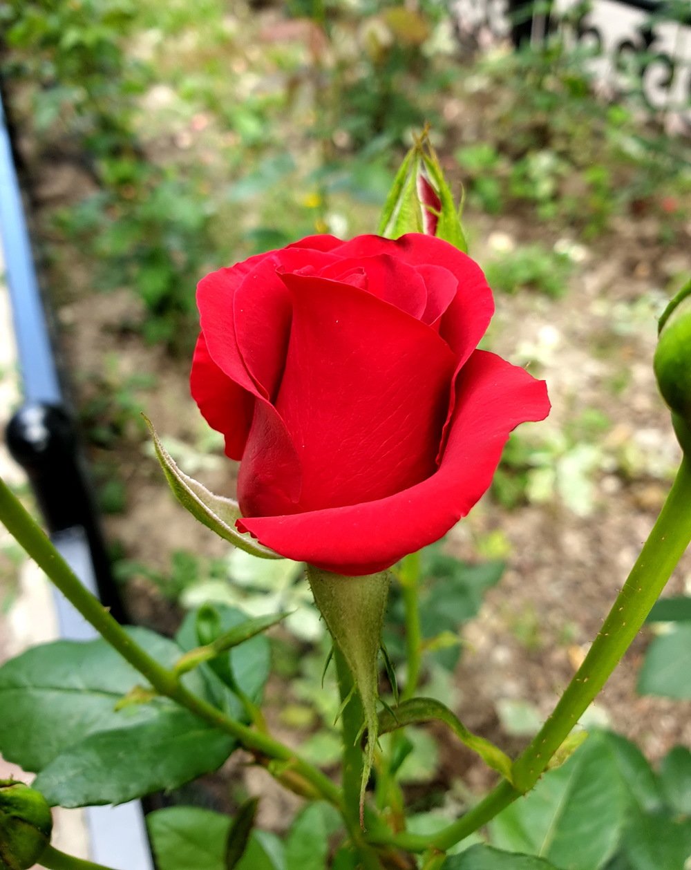Almaаtinka роза
