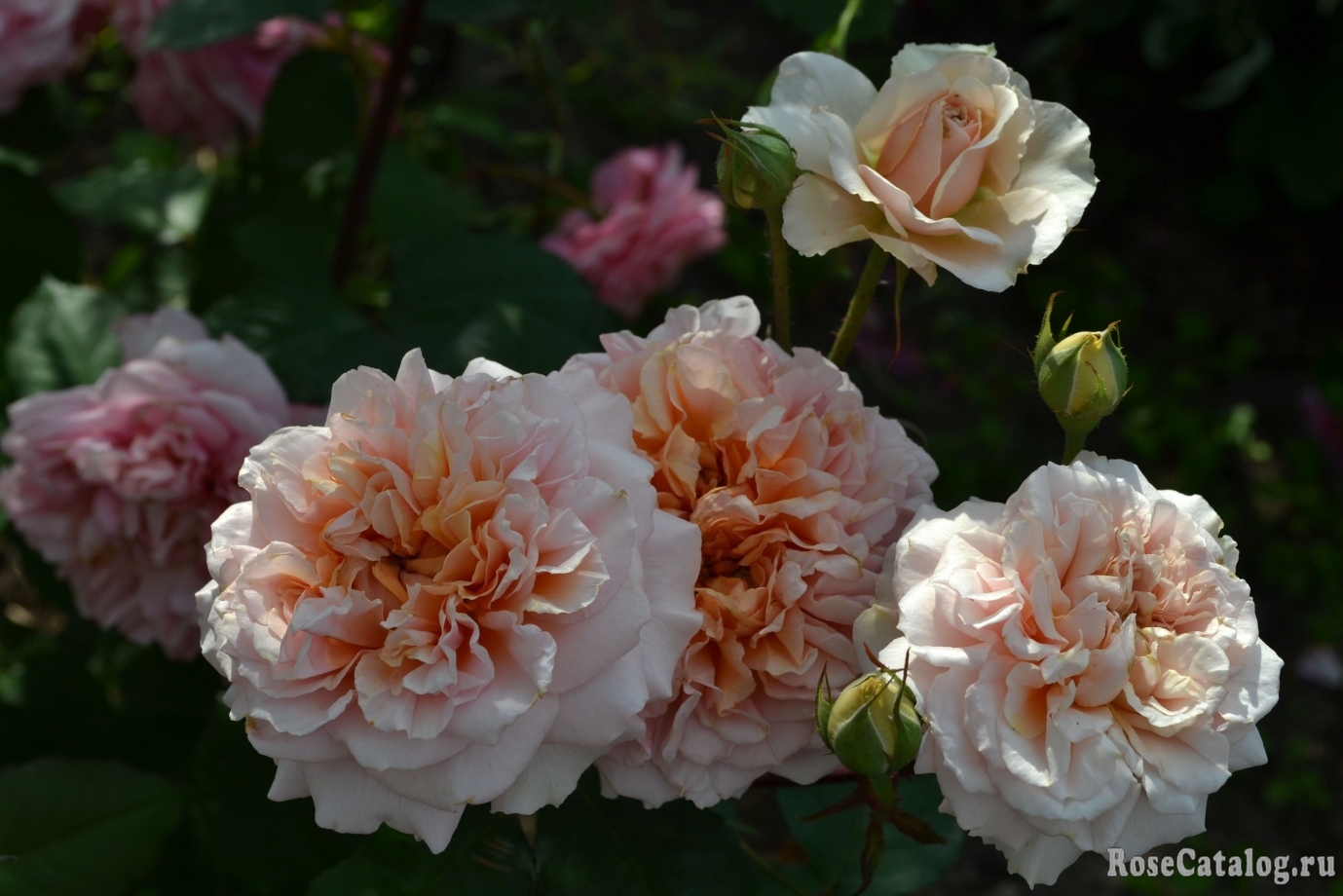 Версайни Versigny роза