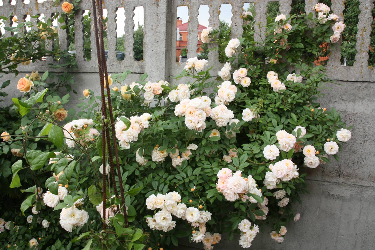 Штамбовые розы Крокус Роуз
