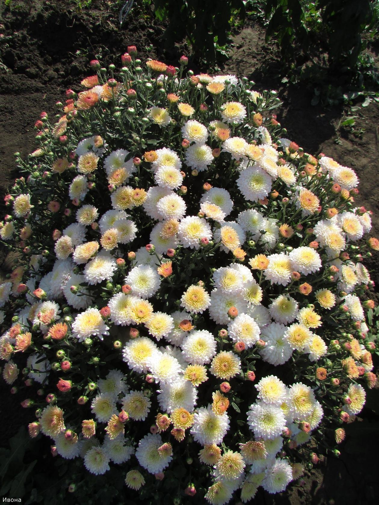 хризантемы садовые многолетние посадка фото