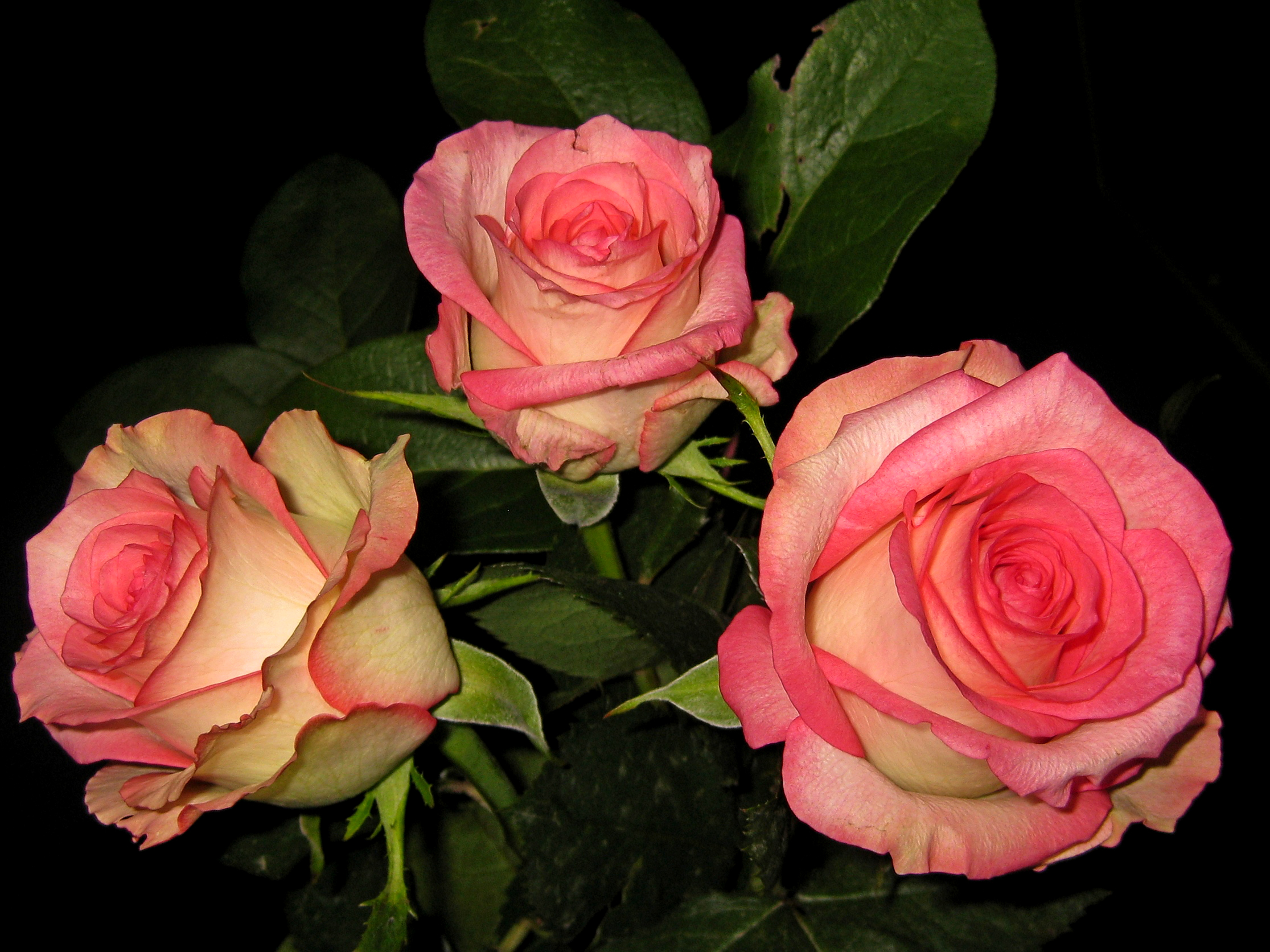 фотография три цветка