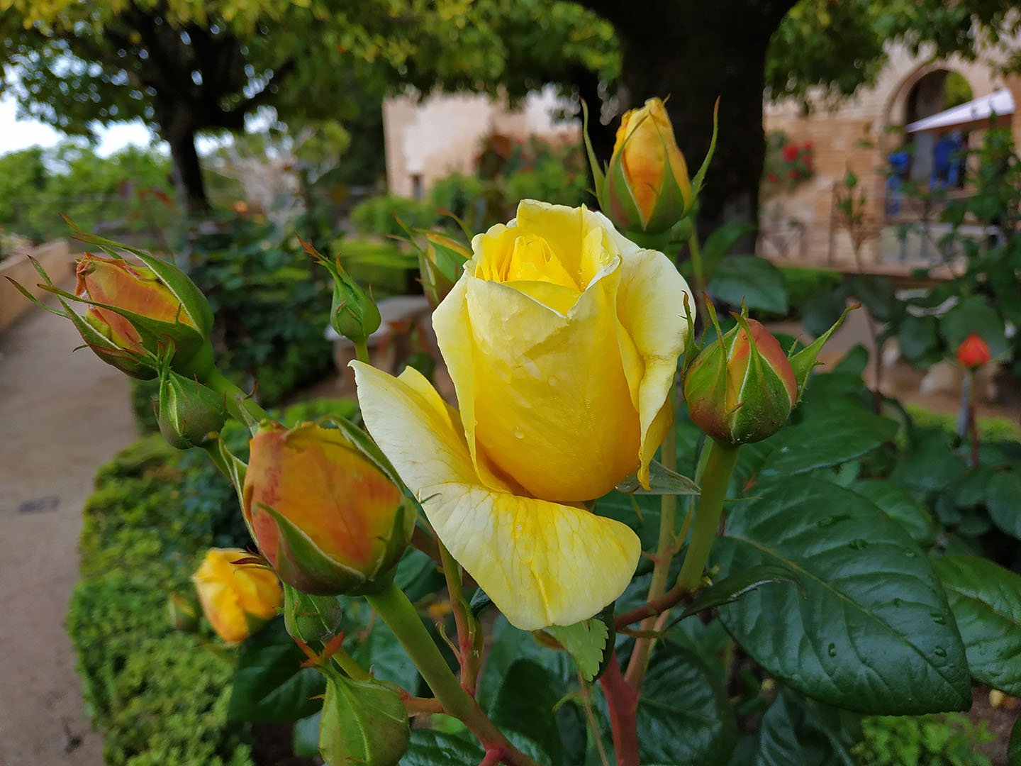 Желтые розы Испании