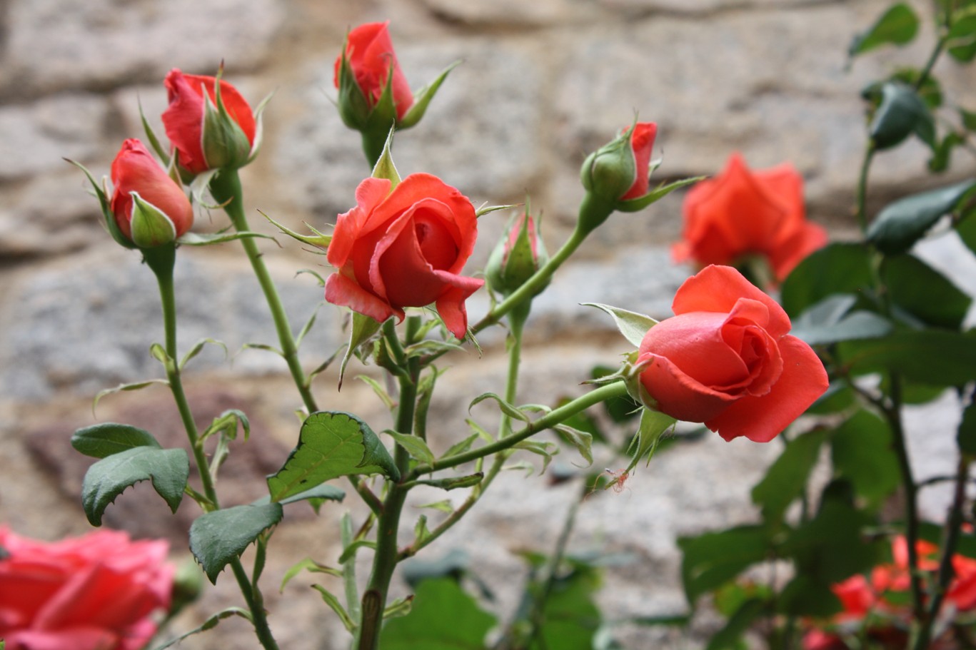 Испанская роза цветок