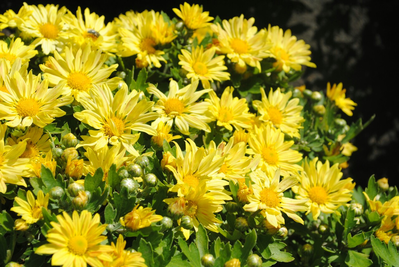 Хризантема желтая мелкоцветковая